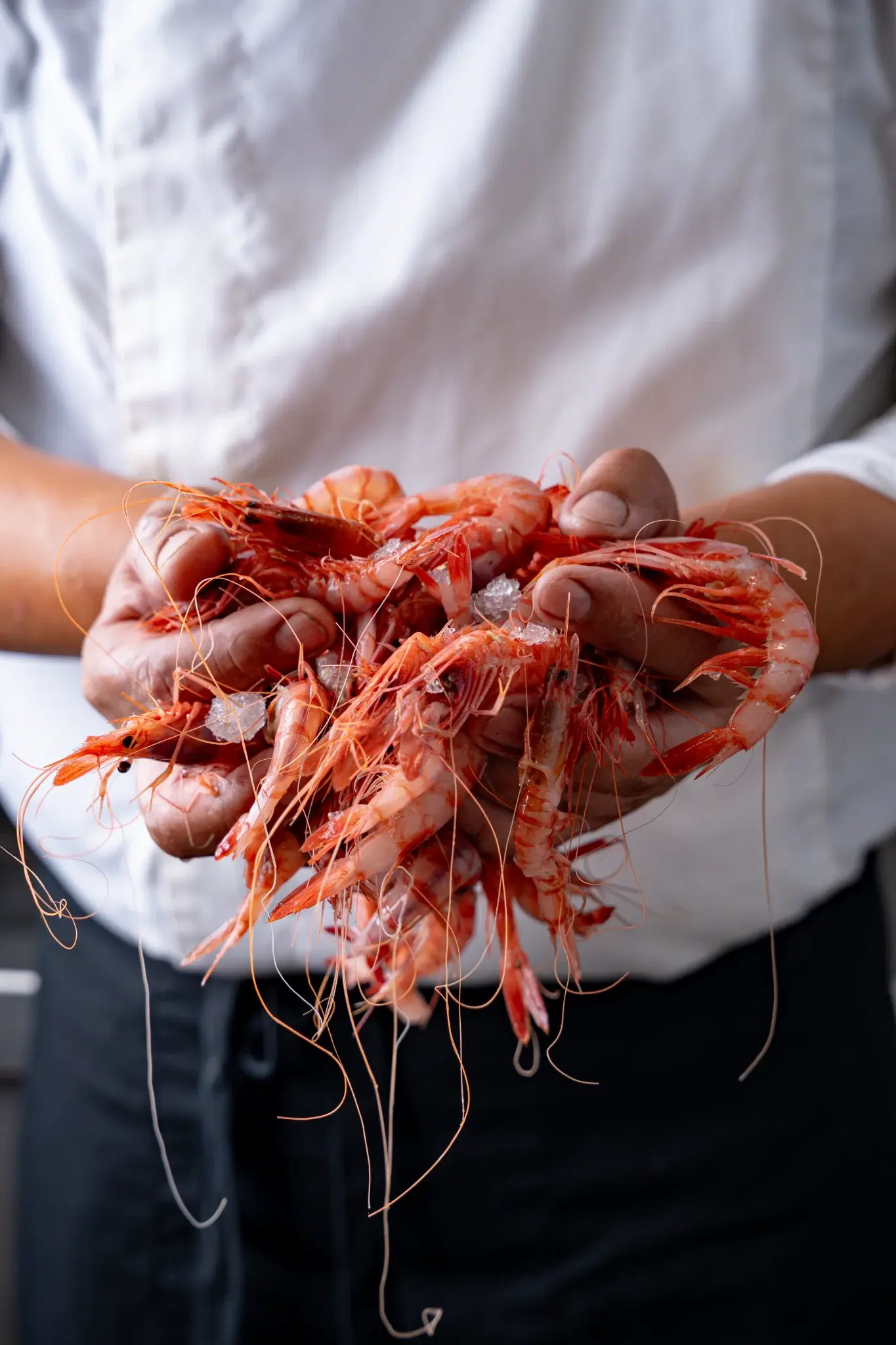 Cocinero de Restaurant La Llotja en España sosteniendo un puñado de gambas frescas de cocina mediterránea